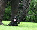 L’amicizia tra un cane e un elefante